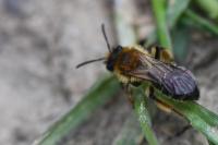 Andrena angustior