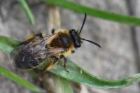 Andrena angustior