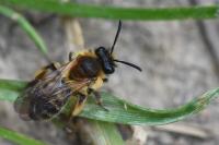 Andrena angustior