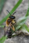 Andrena angustior