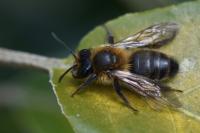 Andrena scotica