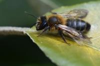 Andrena scotica