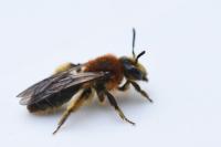 Andrena lagopus