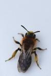 Andrena lagopus