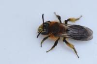 Andrena lagopus