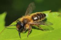 Andrena nigroaenea