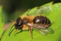 Andrena nigroaenea