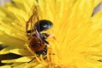 Andrena haemorrhoa
