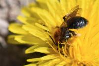 Andrena haemorrhoa