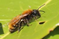 Andrena fulva