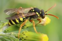 Nomada goodeniana