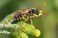 Nomada goodeniana