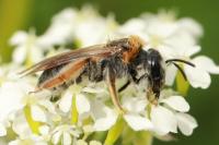 Andrena haemorrhoa
