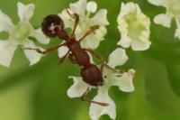 Myrmica