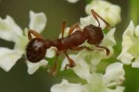 Myrmica