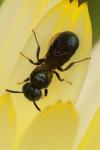 Ceratina cyanea