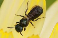Ceratina cyanea