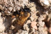 Andrena nigroaenea