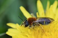 Andrena haemorrhoa