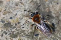 Andrena haemorrhoa