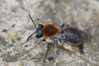 Andrena haemorrhoa