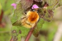 Bombus pascuorum