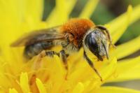 Andrena haemorrhoa
