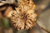 Andricus fecundatrix