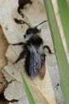 Andrena cineraria