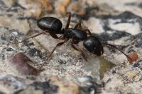 Camponotus fallax