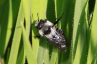 Andrena cineraria