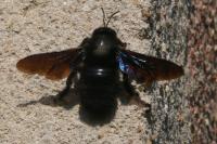 Xylocopa