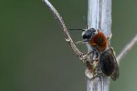 Andrena haemorrhoa