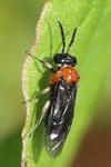 Eutomostethus ephippium