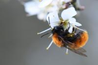 Andrena fulva
