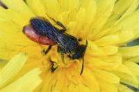 Sphecodes albilabris