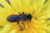 Sphecodes albilabris