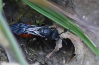 Sphecodes albilabris