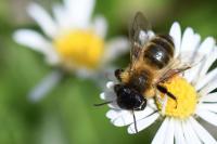 Andrena nigroaenea