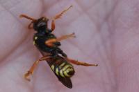Nomada fucata