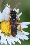 Nomada fucata