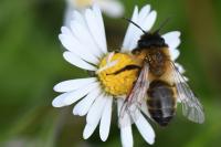 Andrena nigroaenea