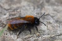 Andrena fulva