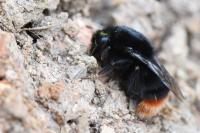 Bombus lapidarius