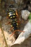 Nomada goodeniana