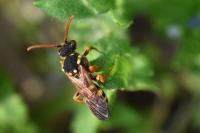 Nomada goodeniana