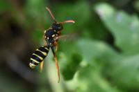 Nomada goodeniana