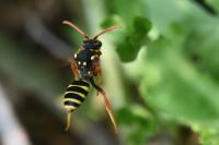 Nomada goodeniana