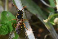 Nomada goodeniana