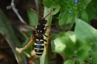 Nomada goodeniana